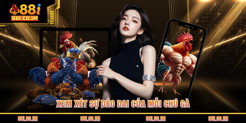 Đá Gà Cựa Đòn - Đấu Trường Tranh Tài Của Những Chiến Kê 3 Xem xét sự dẻo dai của mỗi chú gà